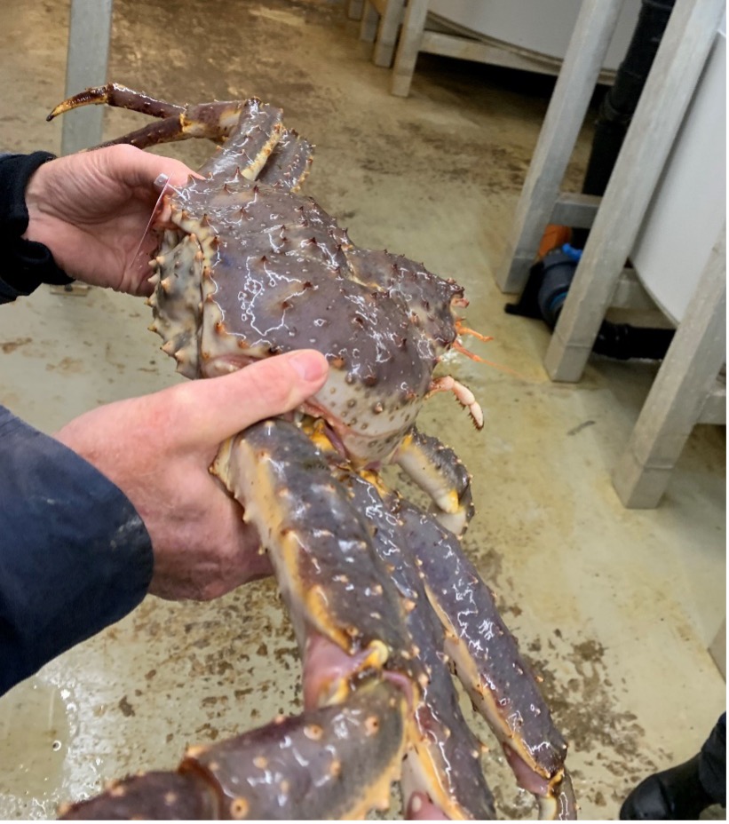 Fotografi av person som viser korrekt måte å løfte kongekrabbe.